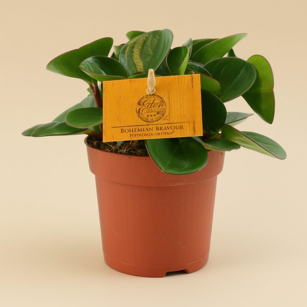Peperomia Obtipan