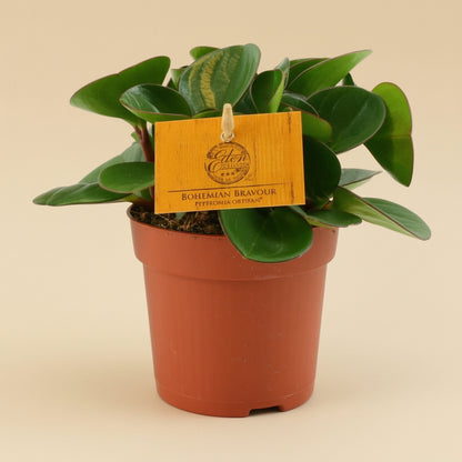 Peperomia Obtipan