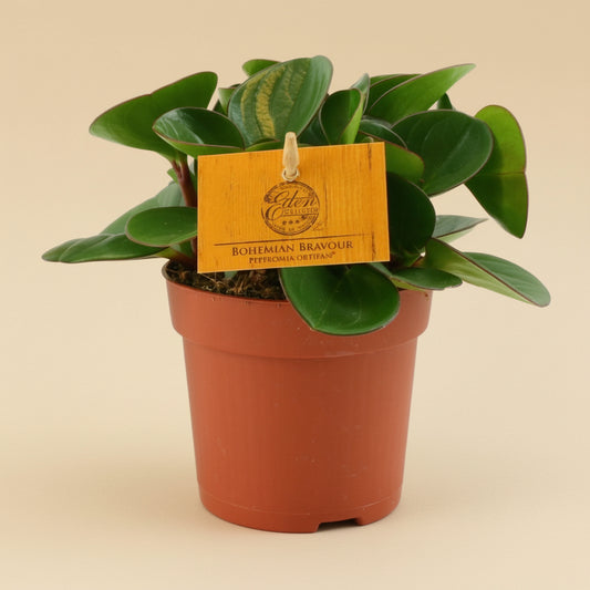 Peperomia Obtipan
