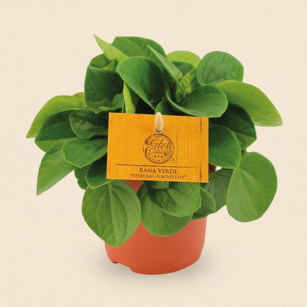 Peperomia Rana Verde S - 15cm