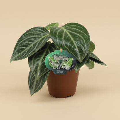 Peperomia Sarcophylla