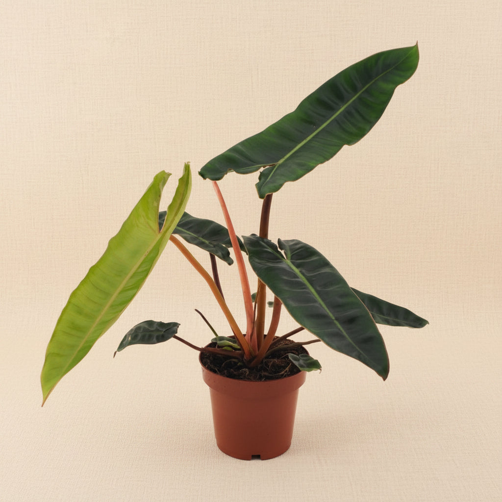 Philodendron Billietiae - plante intérieur rare
