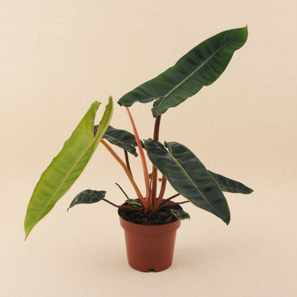 Philodendron Billietiae - plante intérieur rare