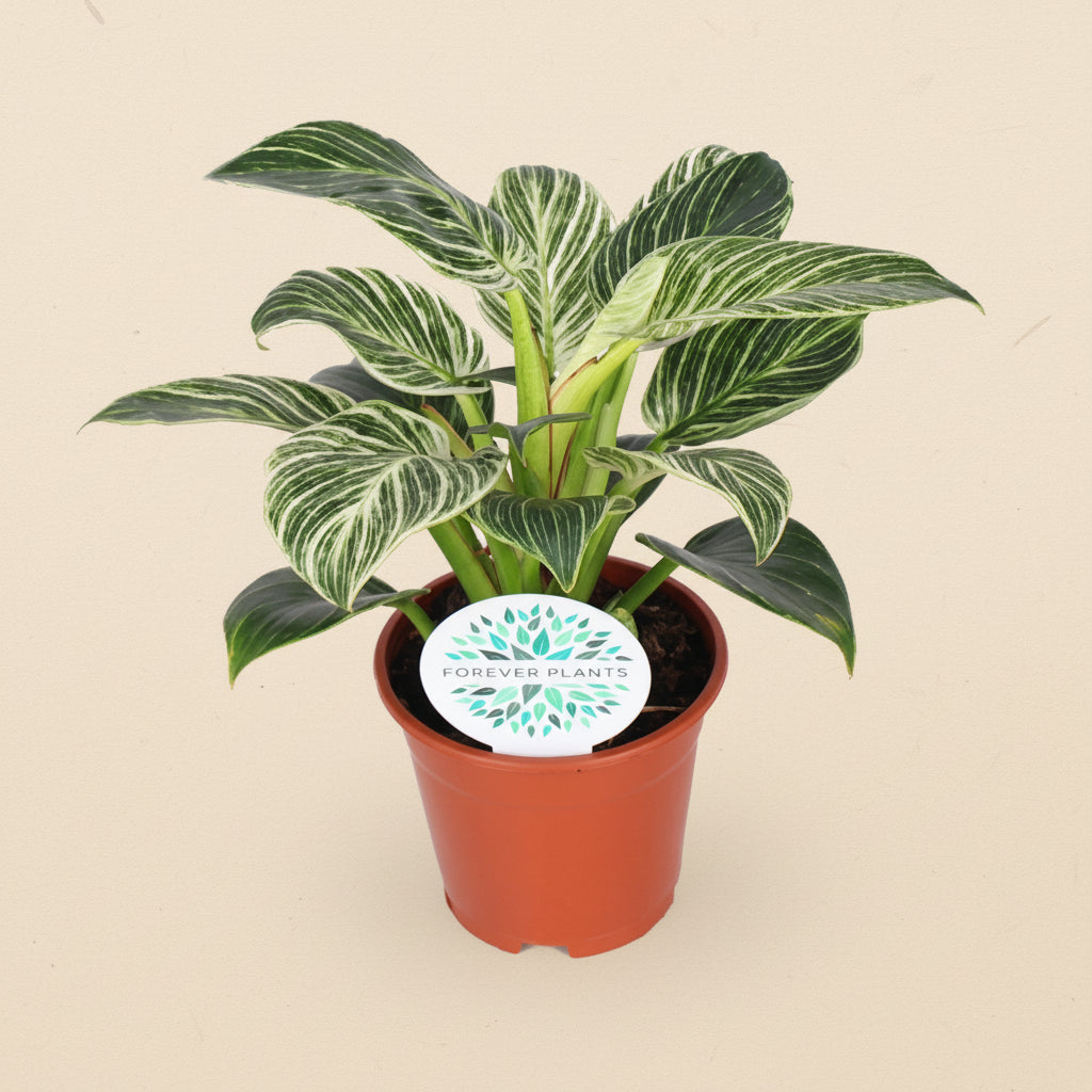Philodendron Birkin