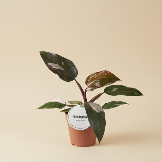 Philodendron Burgundy Princess