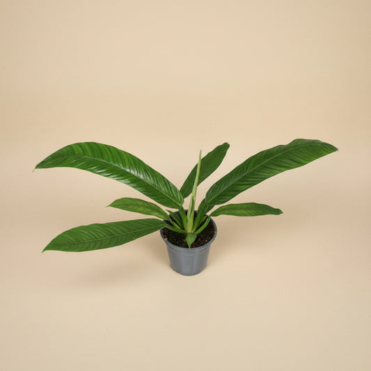 Philodendron Campii