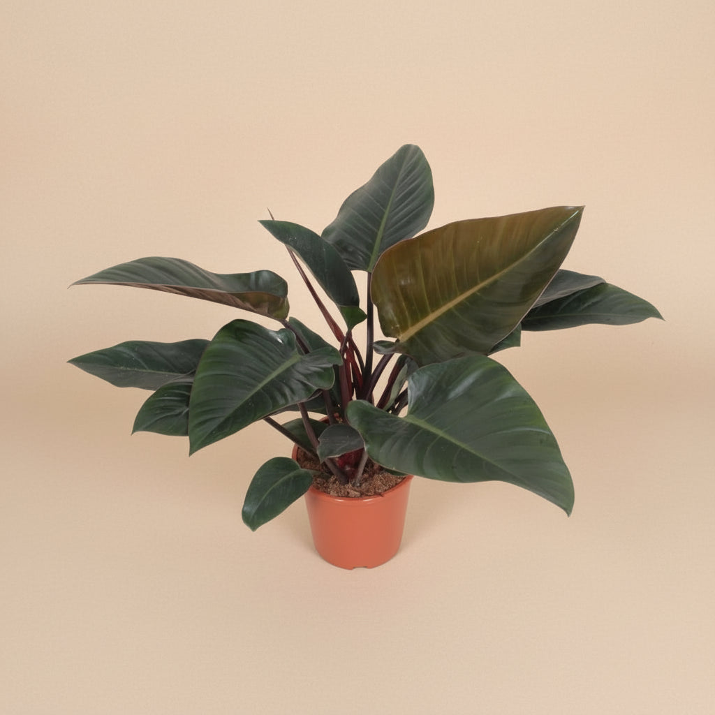 Philodendron Congo Red