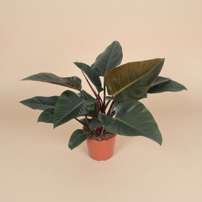 Philodendron Congo Red