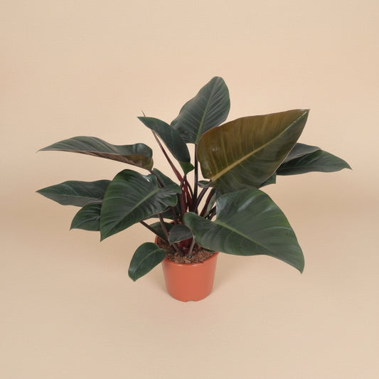 Philodendron Congo Red