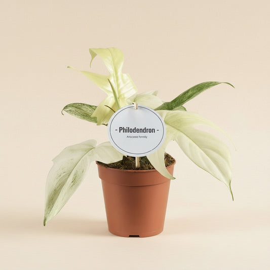Philodendron Florida