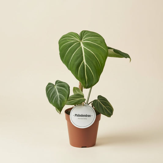 Philodendron Gloriosum