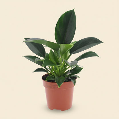 Philodendron Green Princess