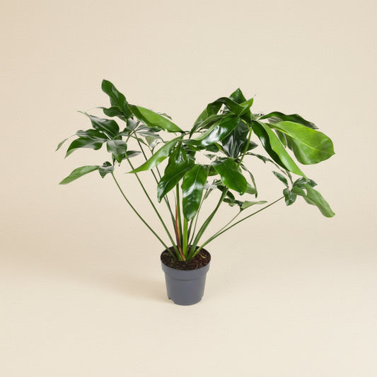 Philodendron Green Wonder