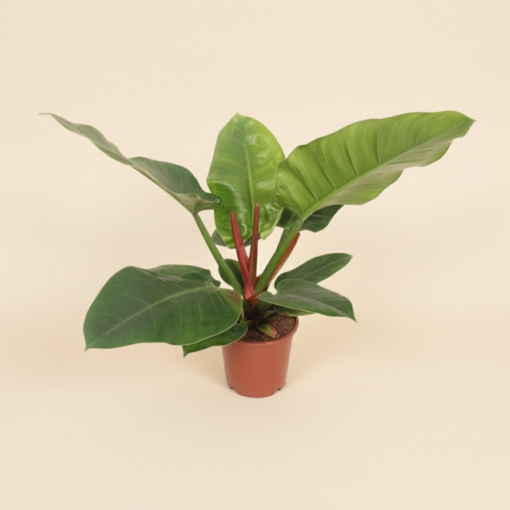 Philodendron Imperial Green