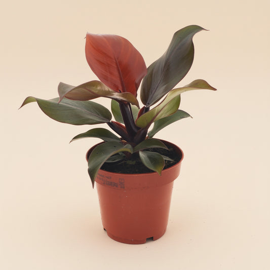 Philodendron Imperial red