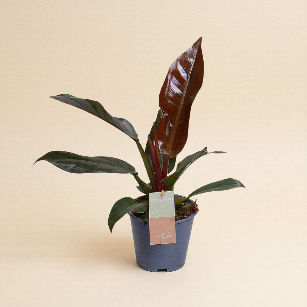 Philodendron Imperial Red