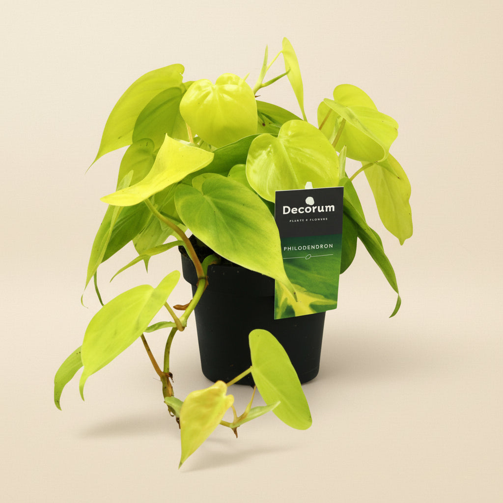 Philodendron Lime