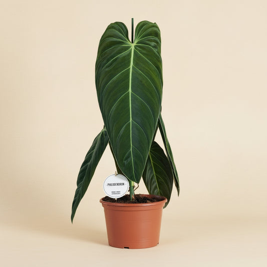 Philodendron Melanochrysum