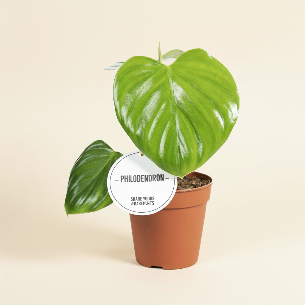 Philodendron Pittieri