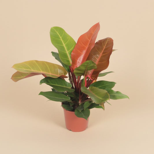 Philodendron Prince of Orange