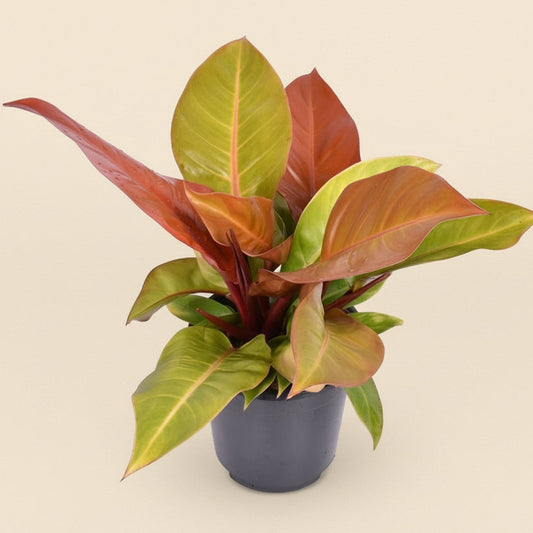 Philodendron Prince Of Orange M - 60cm