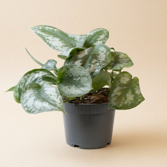 Philodendron Scandens Pictus Trebie