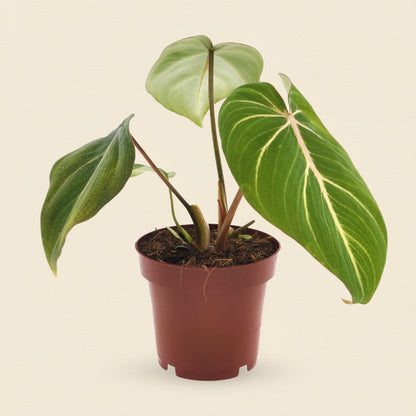 Philodendron Selloum Atom - Plante intérieur facile