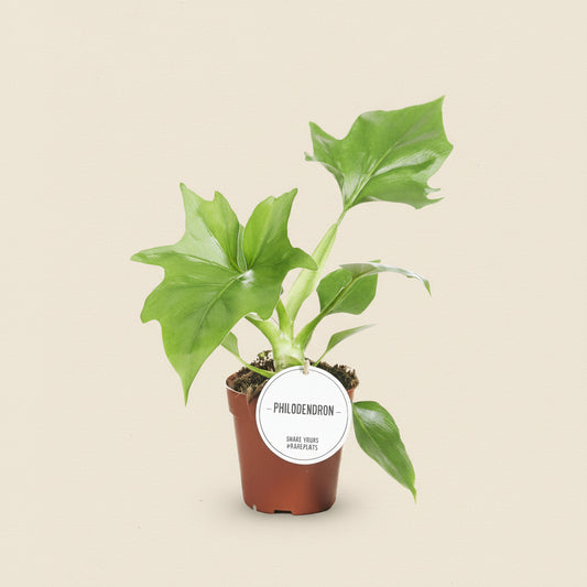 Philodendron Warszewiczii