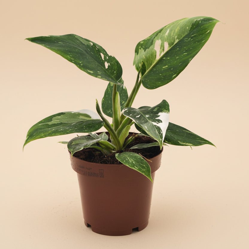 Philodendron White Princess
