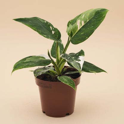 Philodendron White Princess