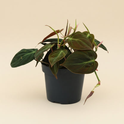 Philodendron Micans