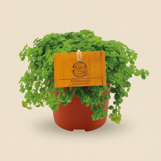 Pilea Peperomioides