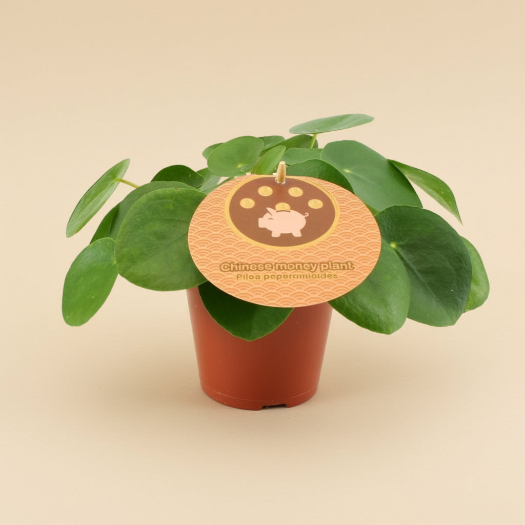 Pilea 