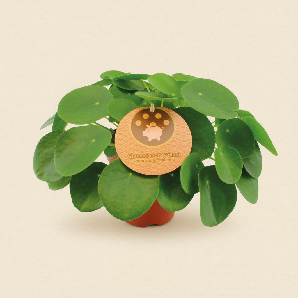 Pilea 