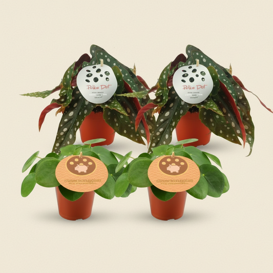 Lot 2x Pilea Peperomioides + 2x Begonia Maculata - 20cm