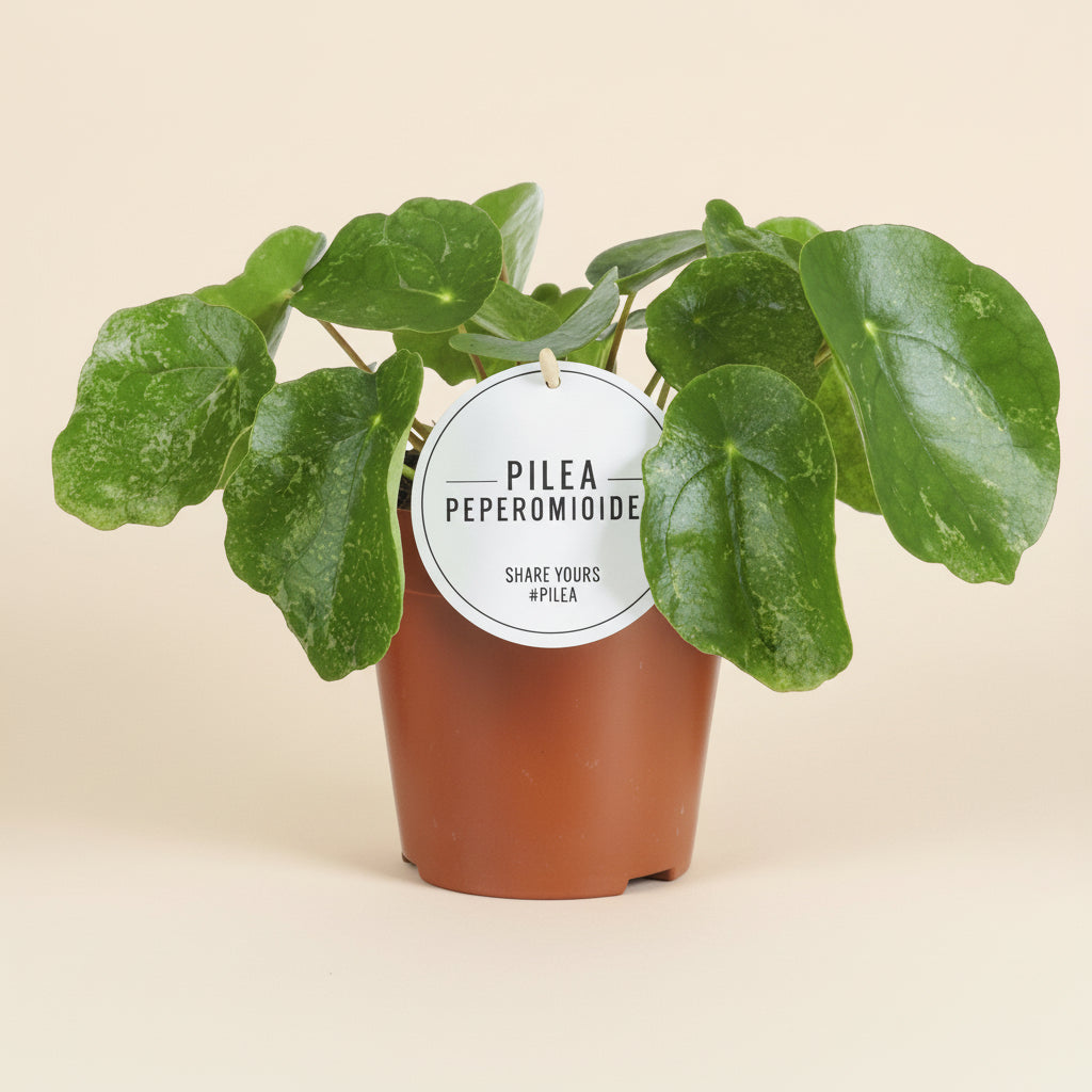 Pilea Sugar