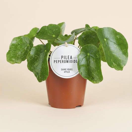 Pilea Sugar