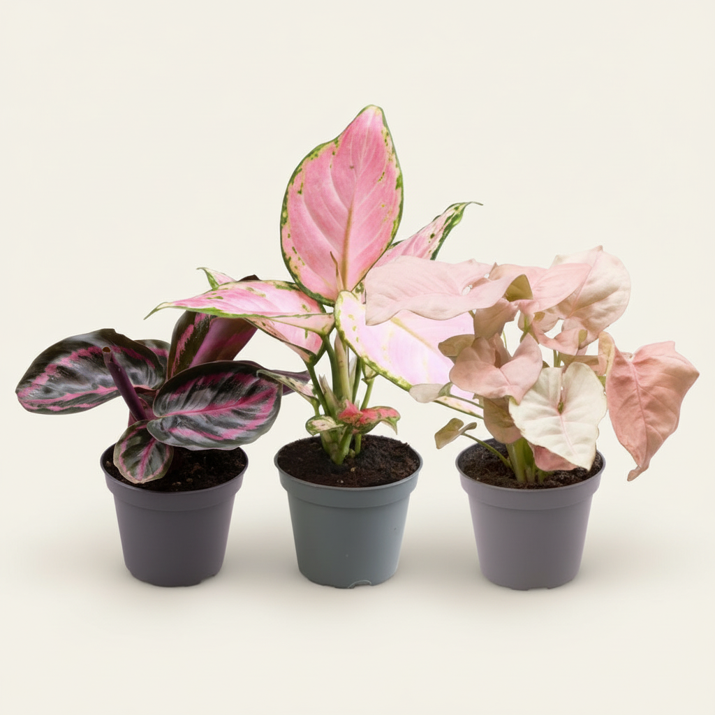 Lot Le rose est le nouveau vert XS