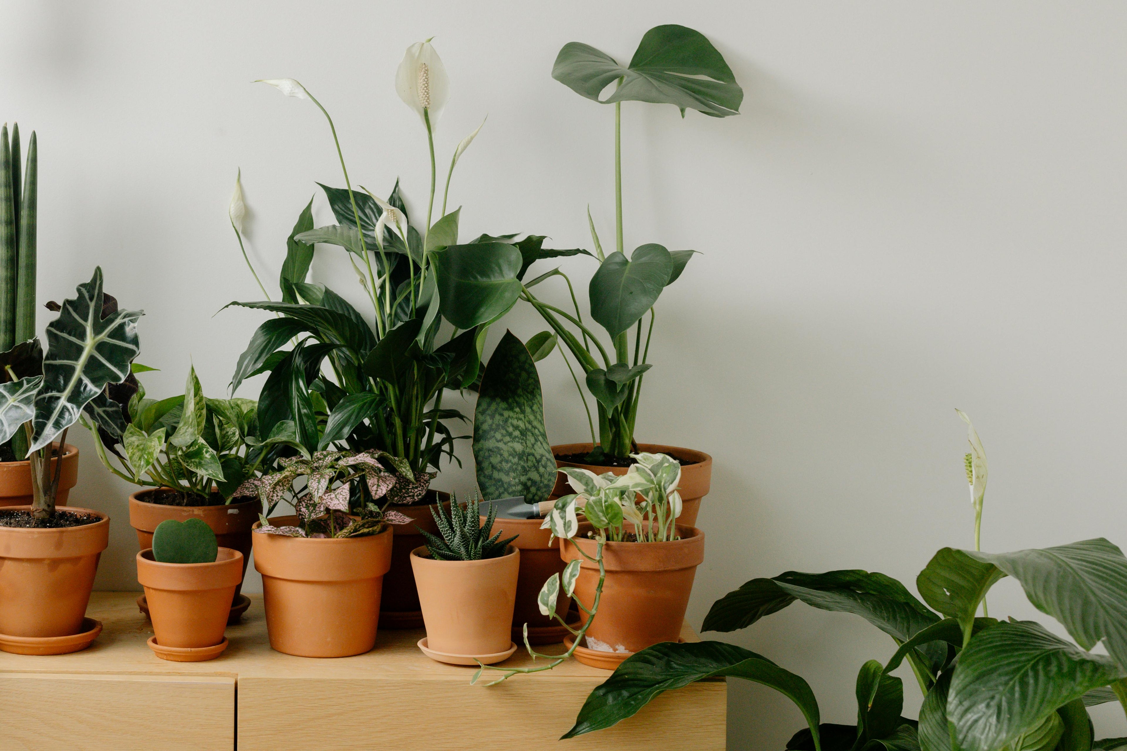 Plantes_en_pot