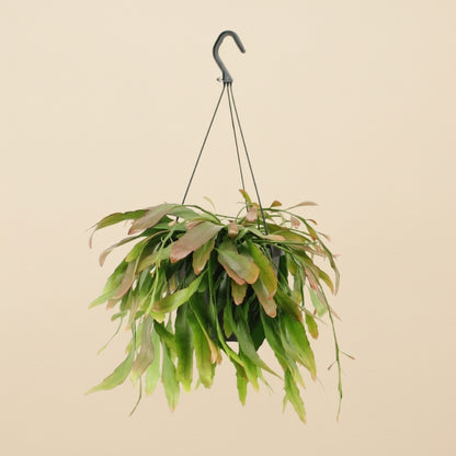 Rhipsalis Red Coral