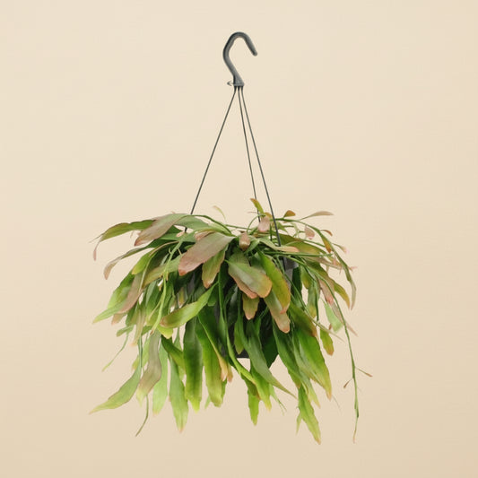 Rhipsalis Red Coral