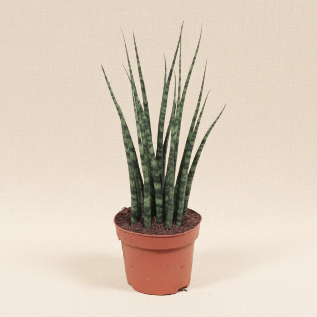 Sansevieria Fernwood Mikado - Plante intérieur facile