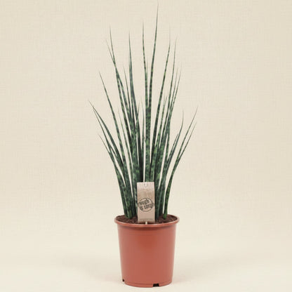 Sansevieria Fernwood Mikado - plante intérieur facile