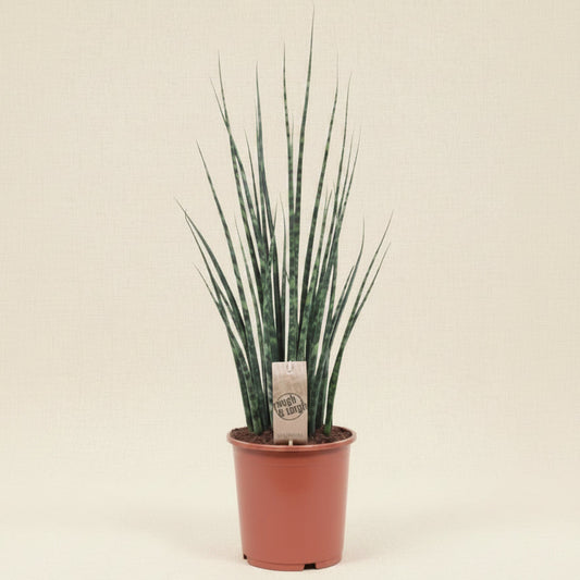 Sansevieria Fernwood Mikado - plante intérieur facile