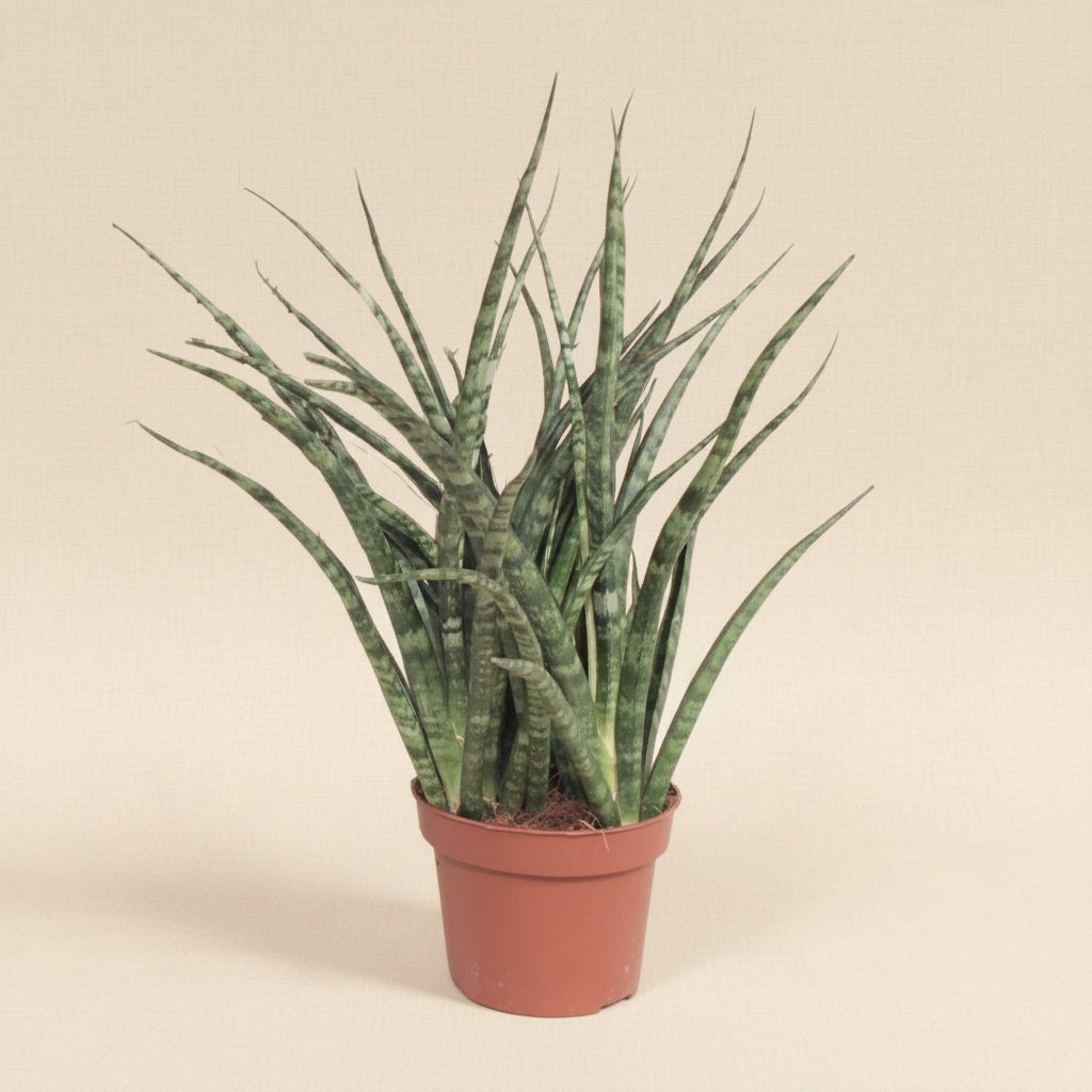 Sansevieria Fernwood Punk - plante intérieur facile