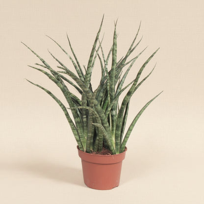 Sansevieria Fernwood Punk - plante intérieur facile