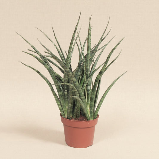 Sansevieria Fernwood Punk - plante intérieur facile