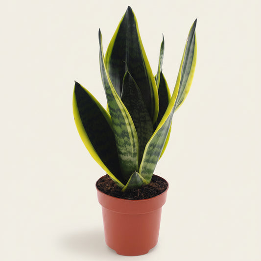 Sansevieria Futura Superba – plante d'intérieur rare