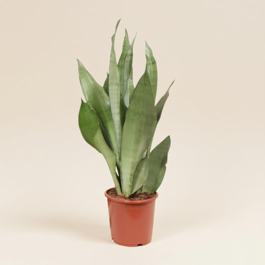 Sansevieria Moonshine - Plante d'intérieur facile