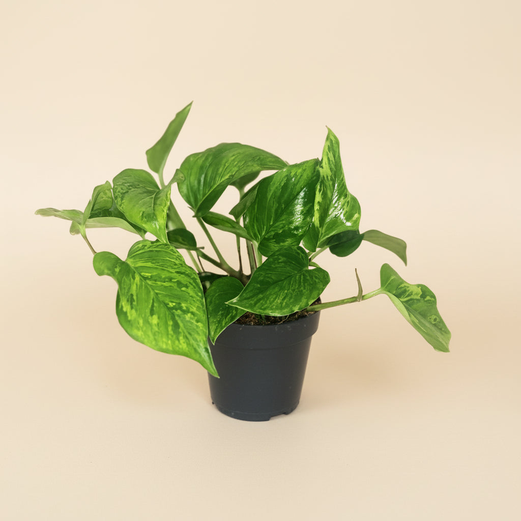 Scindapsus Pictus Trebie